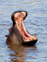 hippo-yawn.jpg